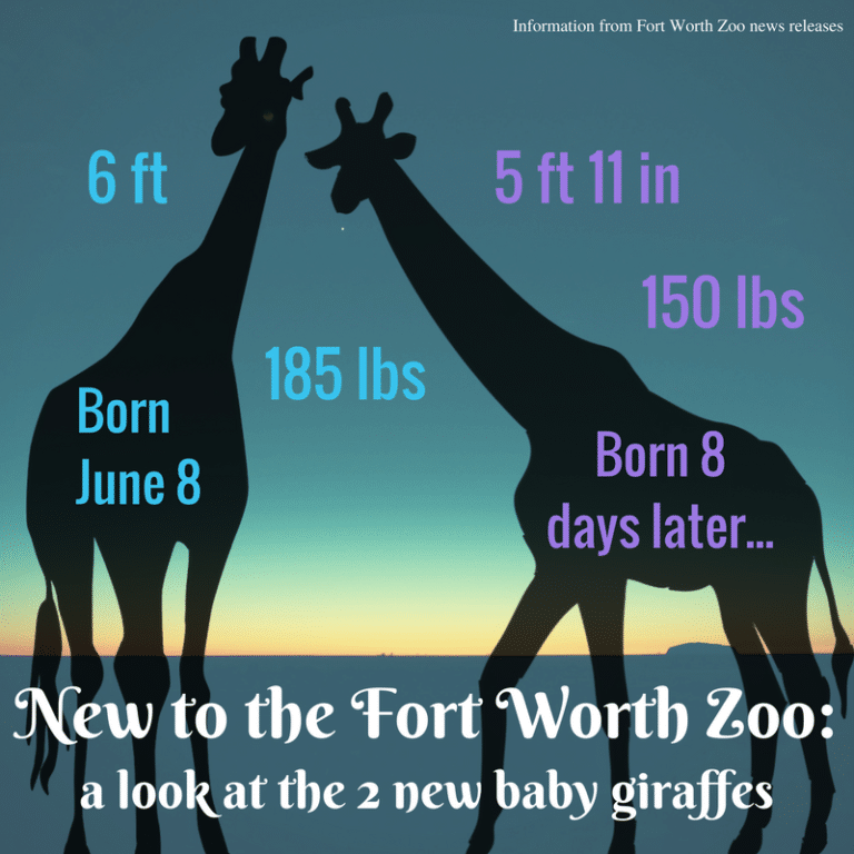 Another baby for the Fort Worth Zoo!