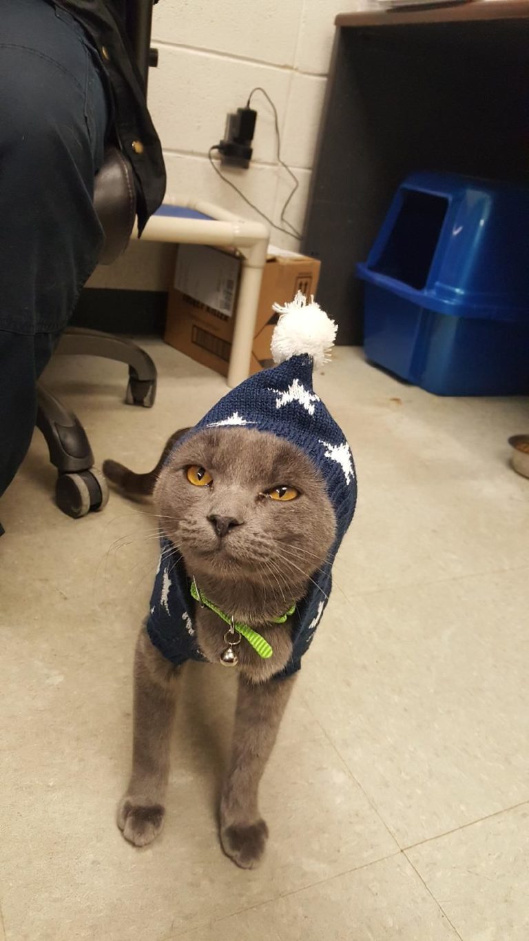 Council Report: Animal Control has success with Mega Adoption event; New shelter manager, veterinarian
