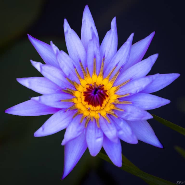 Richard Connor: Wake up and smell the water lilies – don’t miss this exhibit