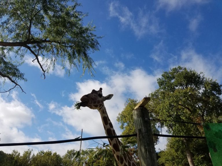 The Fort Worth Zoo wants your vote