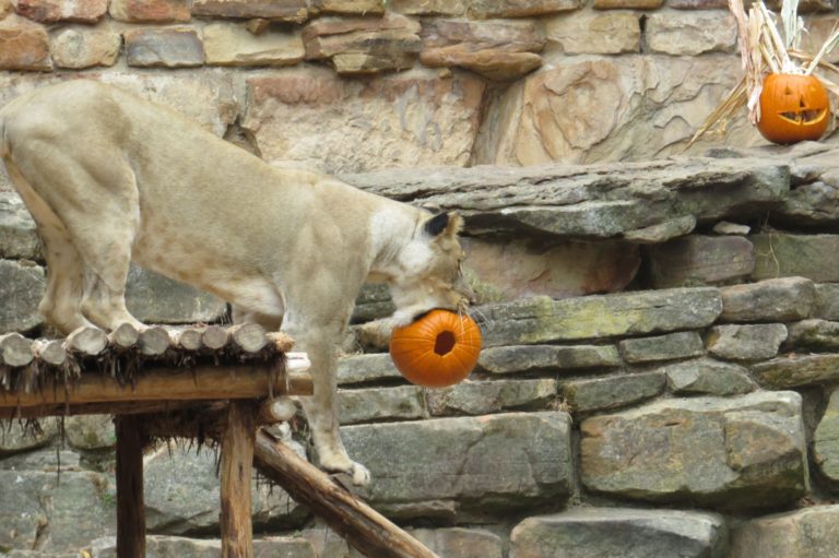 Trick or meat? Lions at Fort Worth Zoo get early Halloween meat treat