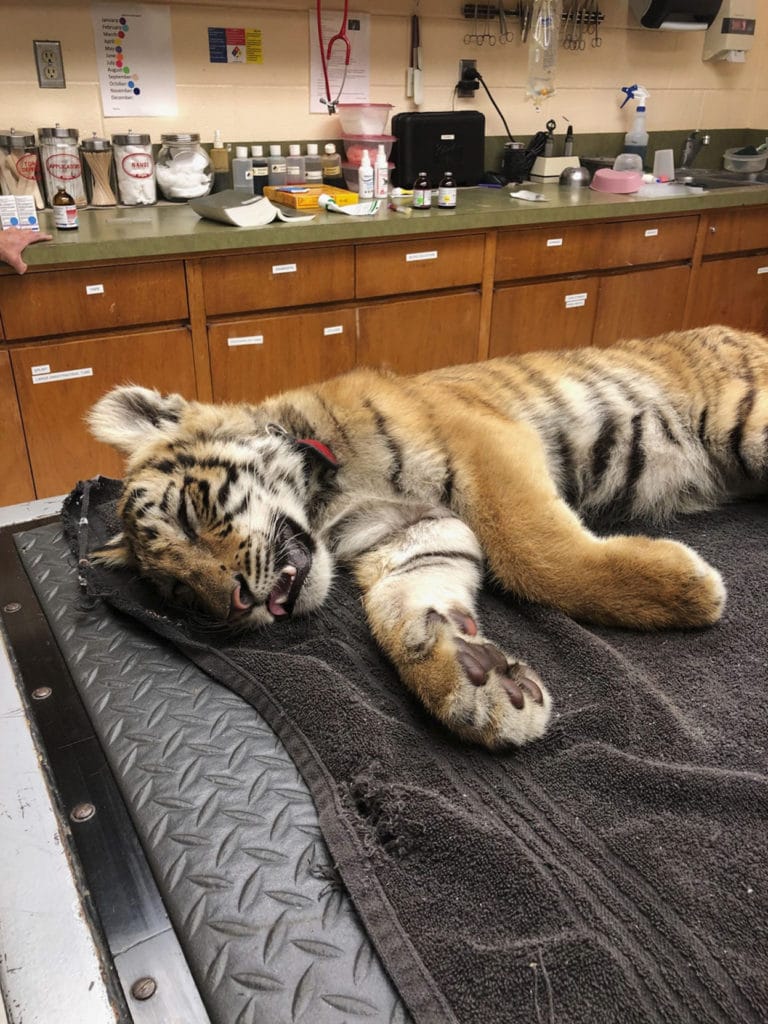 Smugglers abandon tiger cub in bag along Texas border