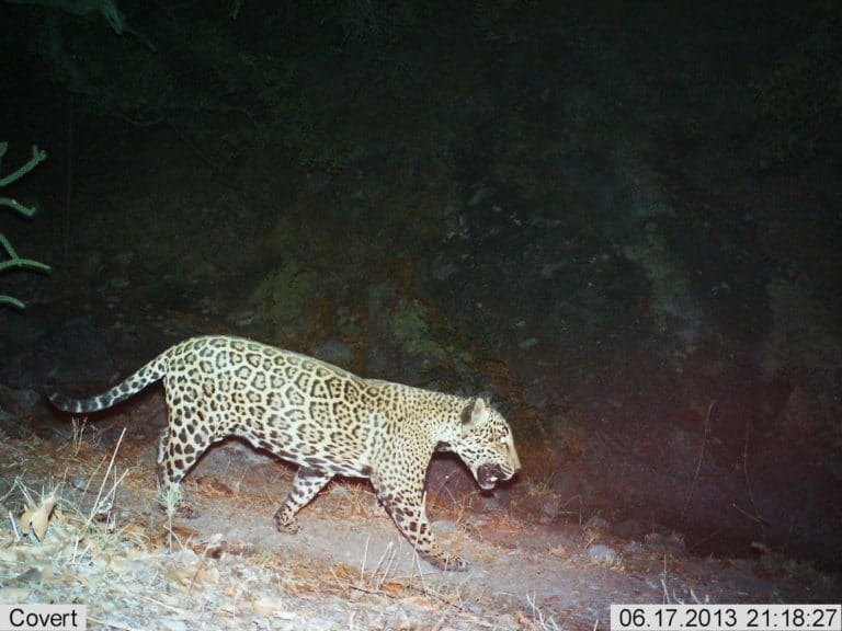 Jaguar spotting: A new wild cat may be roaming the United States