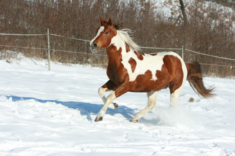 APHA adding some technology to championship show