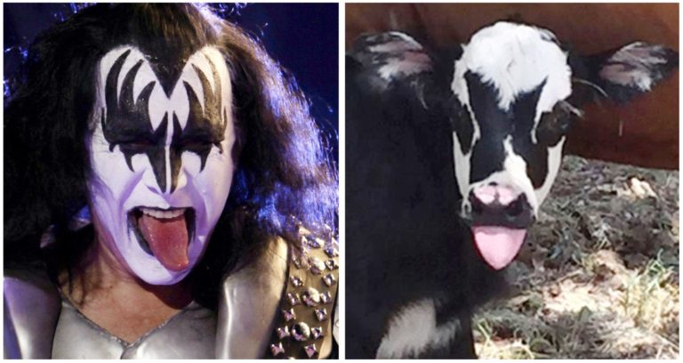 Texas calf looks like rocker Gene Simmons