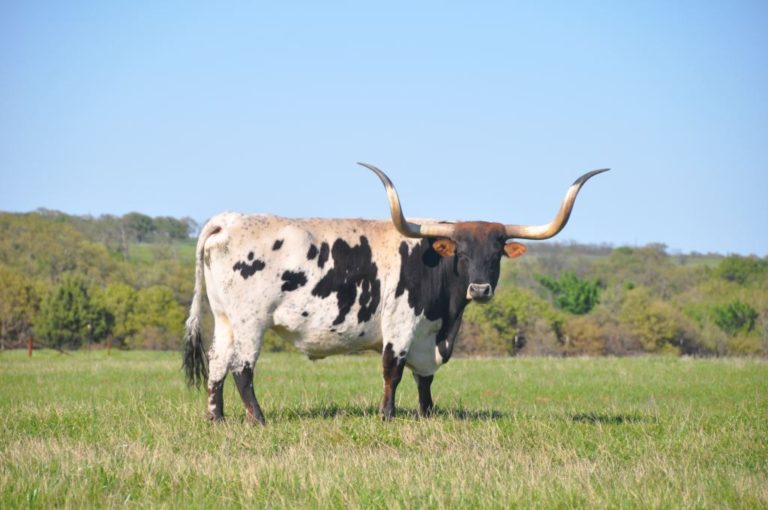James, a 1,734-pound bull, his hanging up his longhorns