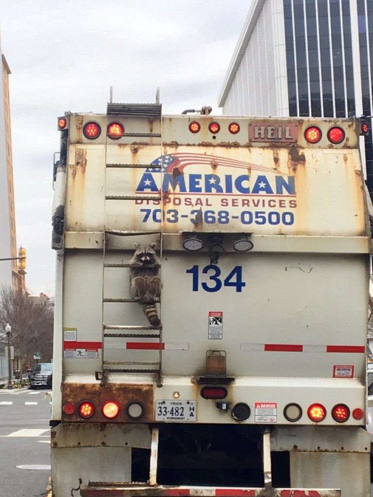 Big scoop for reporter: Trash Raccoon
