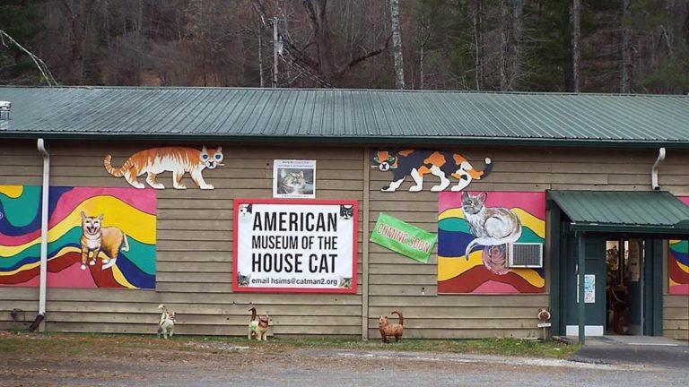 Cat’s cradle: House cat museum opens in North Carolina