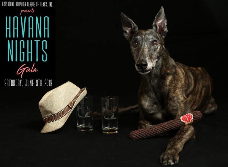 Attend the Havana Nights Benefit for the Greyhound Adoption League of Texas