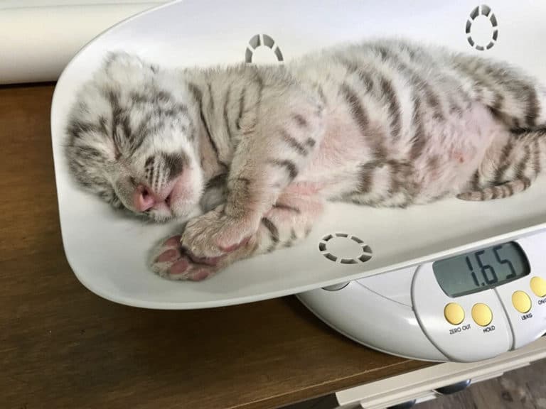White tiger born in Texas has ‘Star Wars’ moniker Kylo Ren