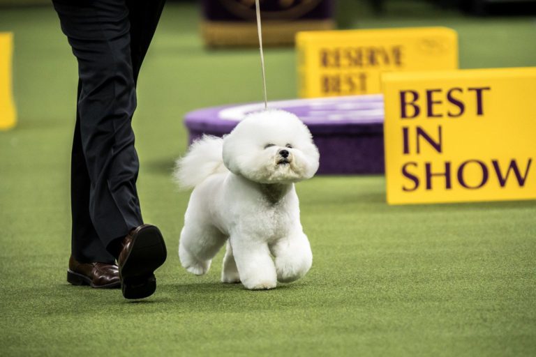 Truly best in show: Westminster winner makes Broadway debut