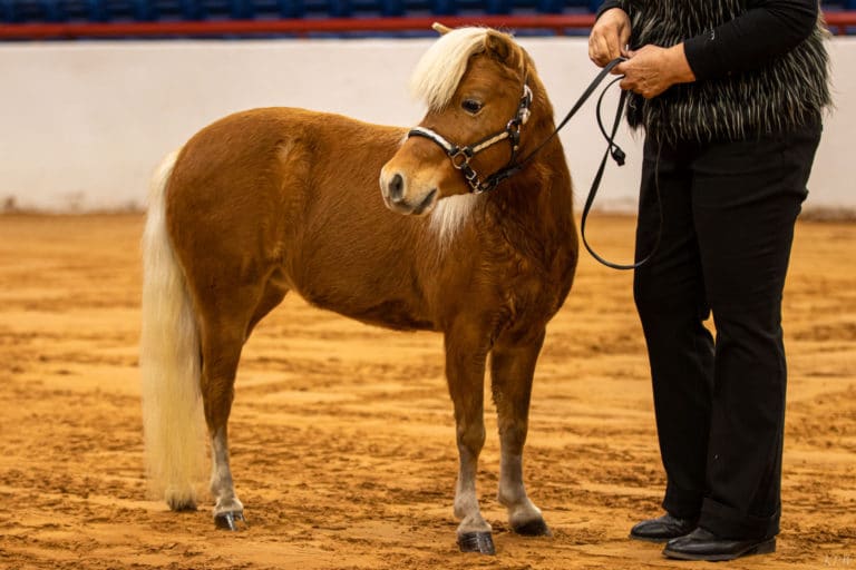 Weekend at the Stock Show