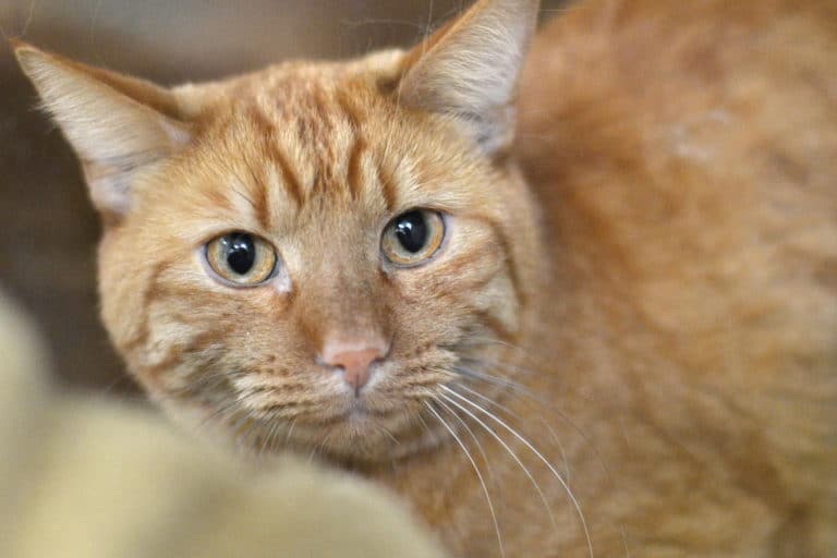 Harvey the cat  has a story to tell