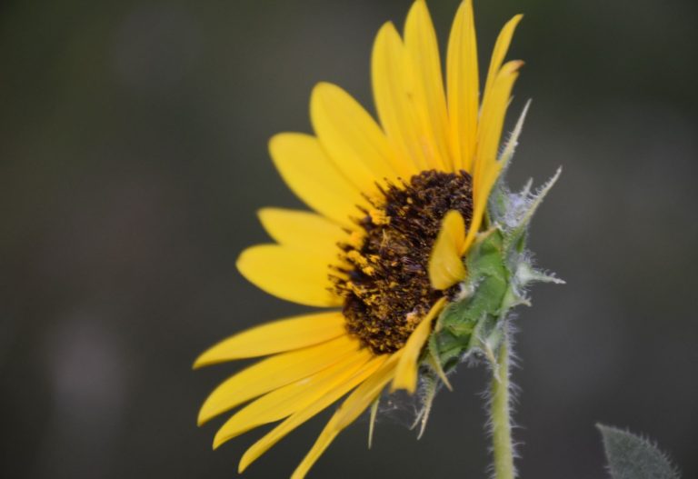 National Public Gardens Association prepares for national day Friday, May 12