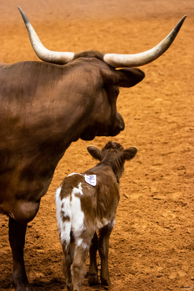 Fort Worth Stock Show & Rodeo, Tuesday Jan. 21