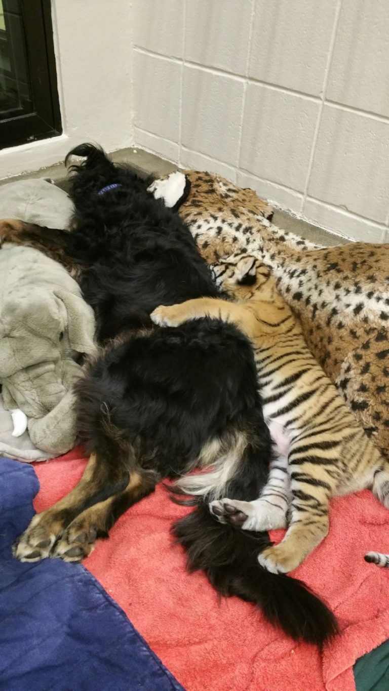 Dog takes over as tiger cubs’ ‘nanny’ at Cincinnati Zoo