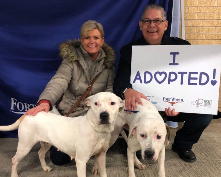 More than 500 shelter pets will be at Fort Worth’s largest adoption event