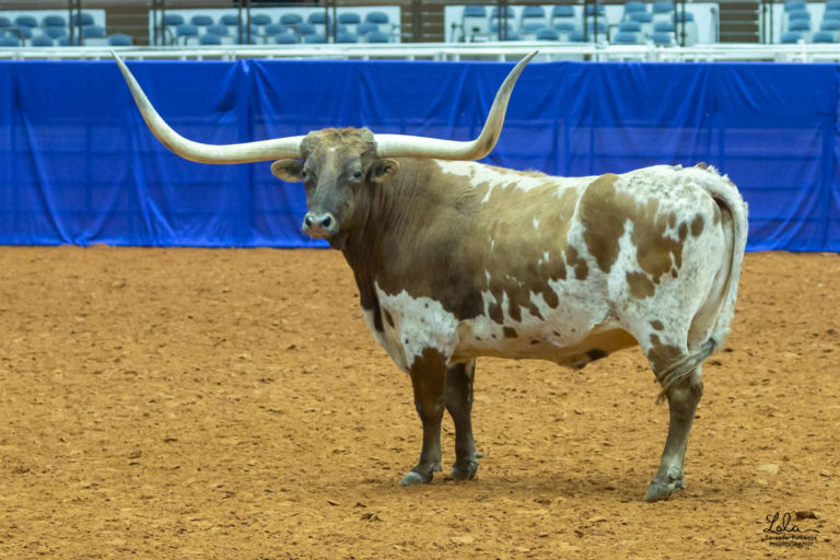 A familiar face wins the Longhorn Grand Champion Trophy Steer title