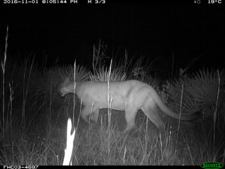 A female panther crossed a Florida river and may help her species survive