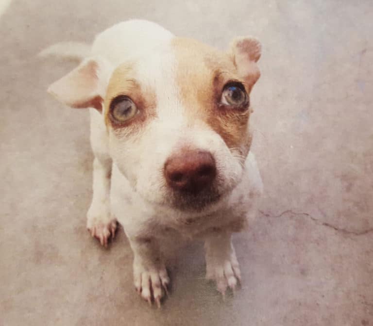Bubba, a puppy found high on meth and heroin, goes to rehab in California