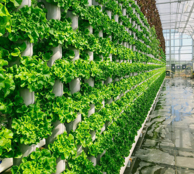 Vertical farming company selling produce grown in Cleburne to Walmart
