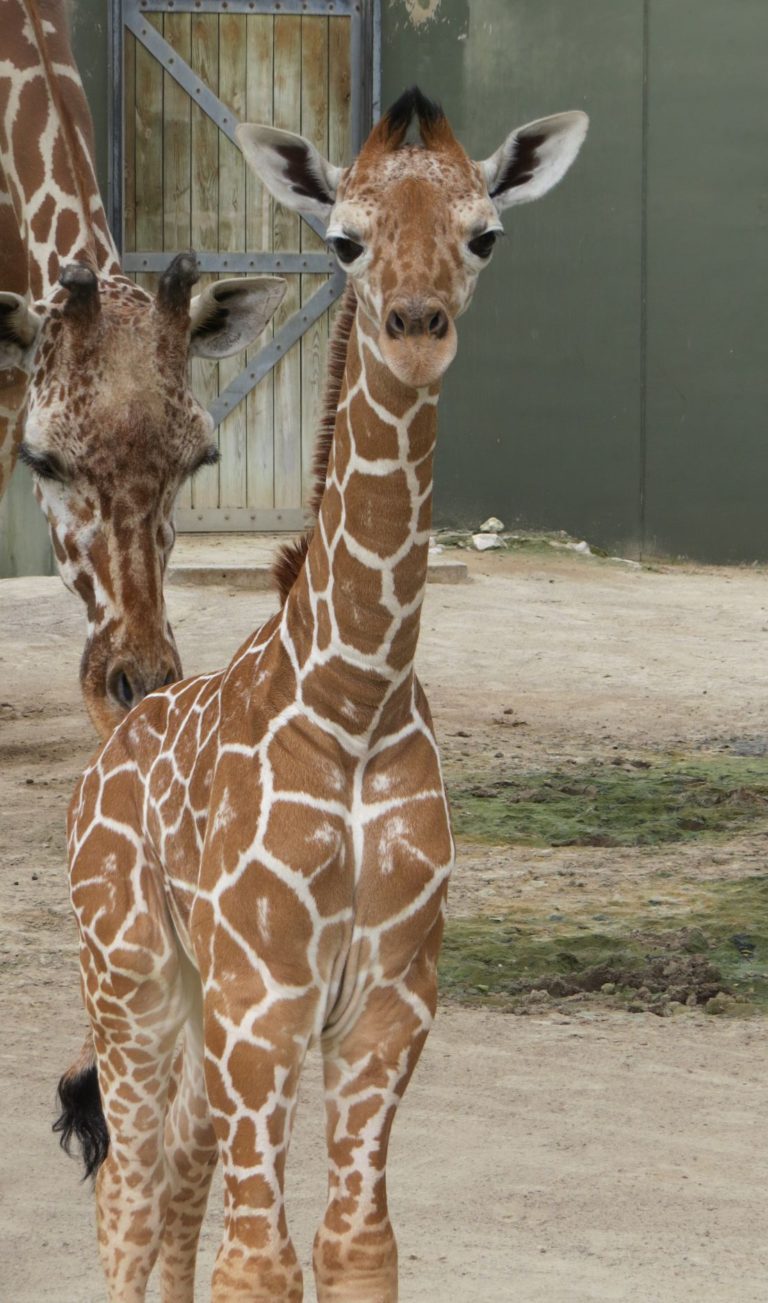 Fort Worth Zoo names giraffe calf after Adrian Beltre