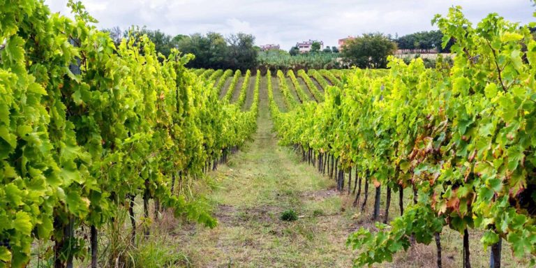 Enjoy a seated tasting of artisan Italian wines + pairings