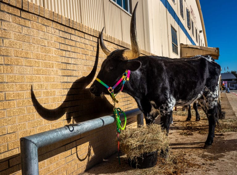 Monday at the Fort Worth Stock Show & Rodeo