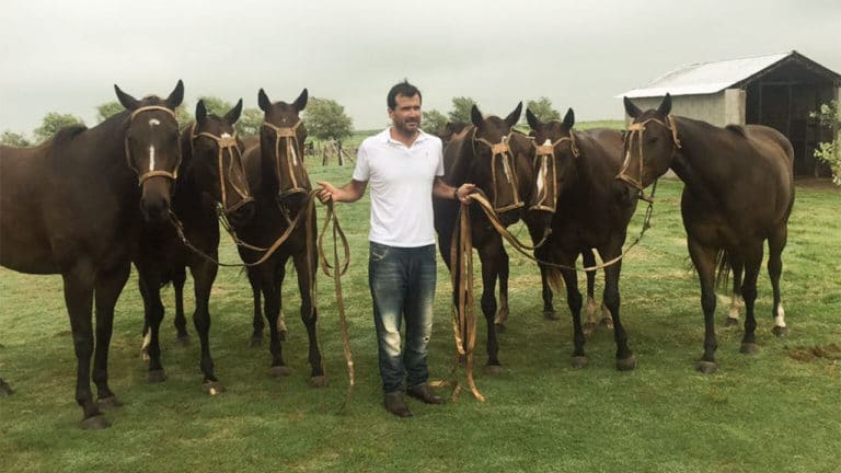 Cloning: Fort Worth firm seeks the best polo ponies in the world