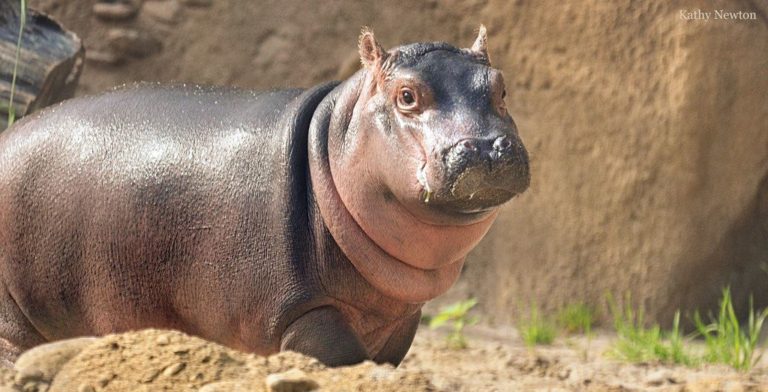Texas-based hippo eyeing Cincinnati’s famed Fiona