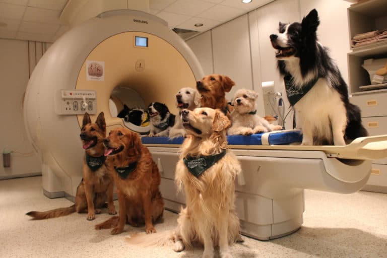 Music helps dogs chill out, especially if it’s reggae or soft rock