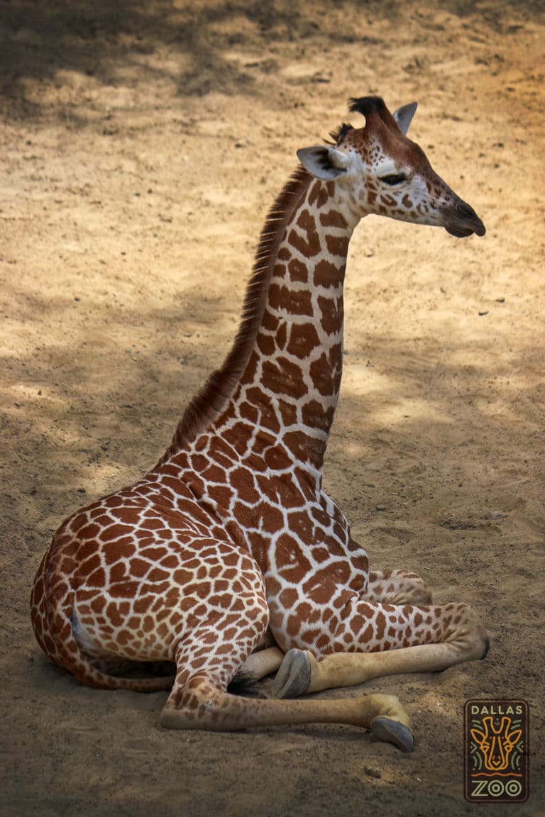 Baby giraffe dies at Dallas Zoo in accident
