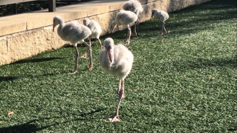 Things are hatching at the Fort Worth Zoo