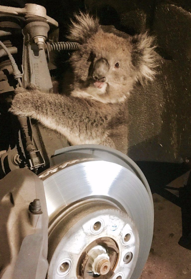 Koala survives 10-mile Australia trip in wheel arch