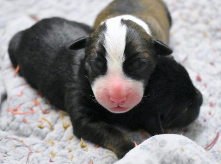 Valentine’s Day gift for our canine friends