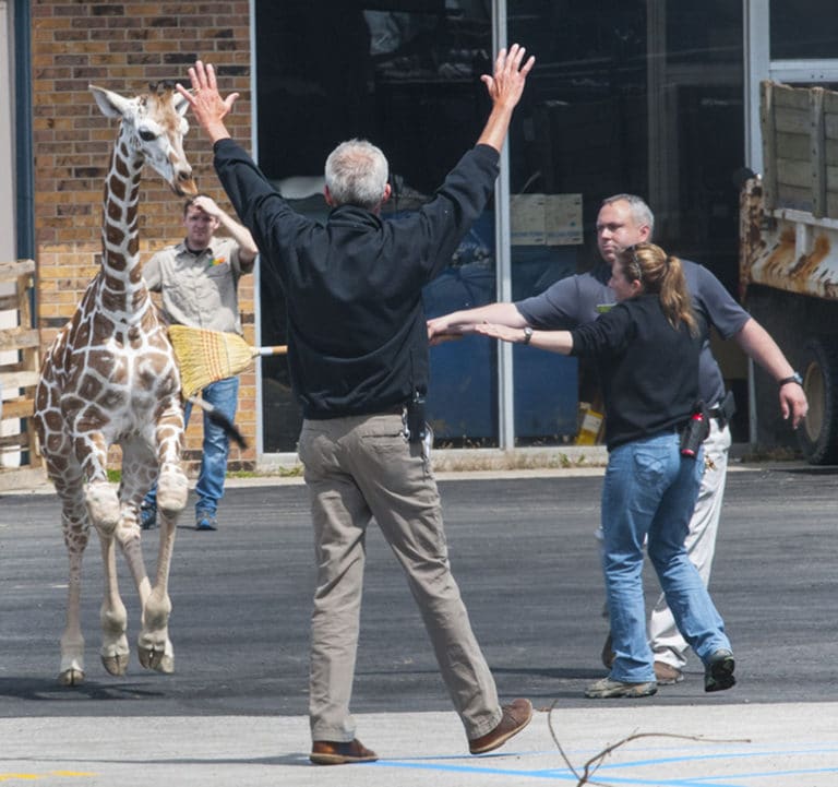 Young giraffe makes brief escape at Fort Wayne zoo