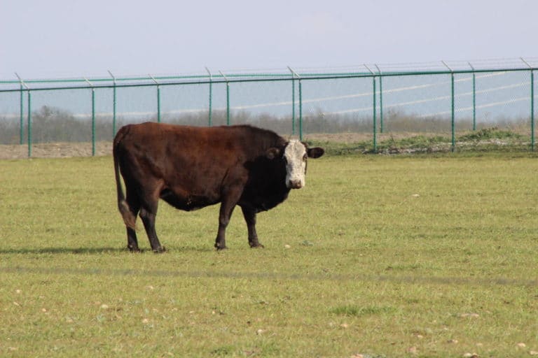 Texas floods to bring cheaper beef as fields finally turn green