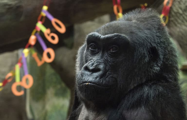 60-year-old gorilla, 1st to be born in a zoo, dies in Ohio