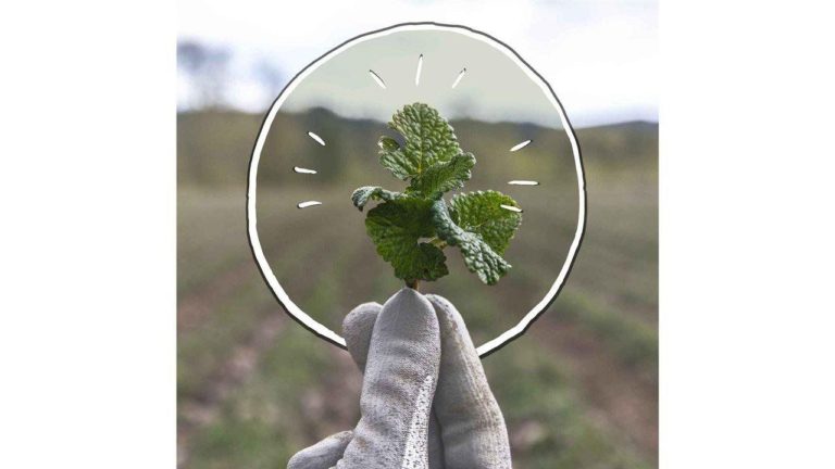 From Seed to Supplement: Behind the Label