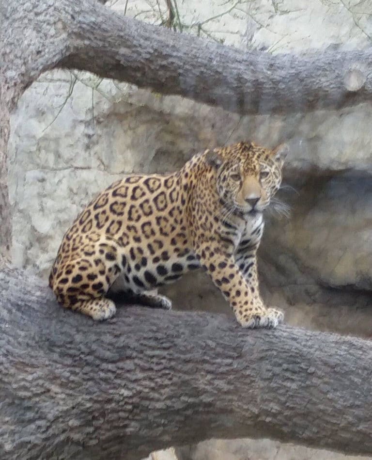 Jaguar scaled walls to escape enclosure at Texas zoo