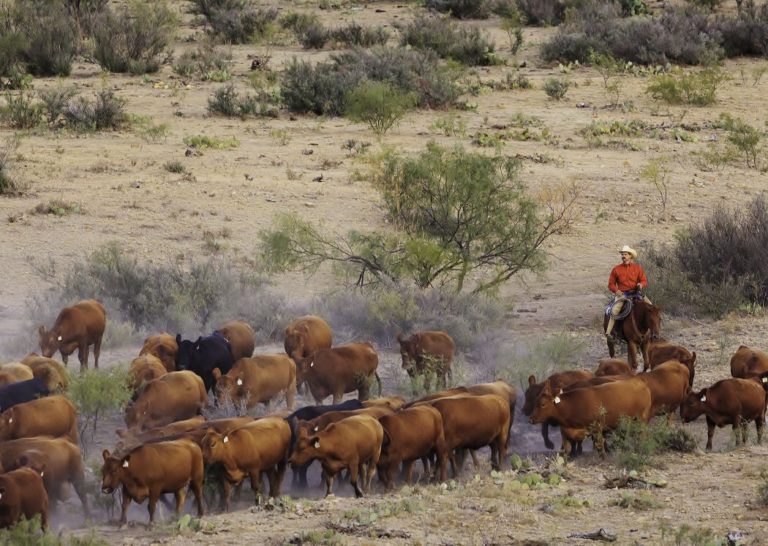 Always rough, ranchers face new problems with the old