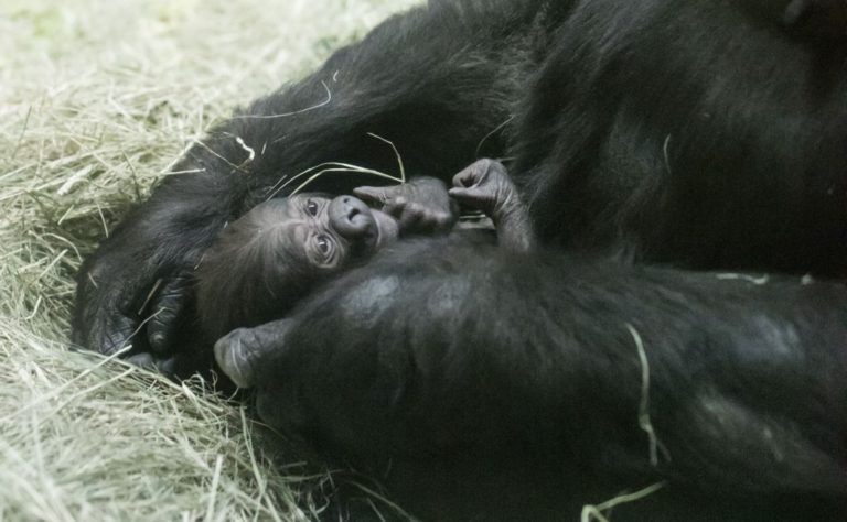 Texas zoo gorilla named “Gus” for Kansas university’s mascot (and Lonesome Dove’s ‘Gus’)