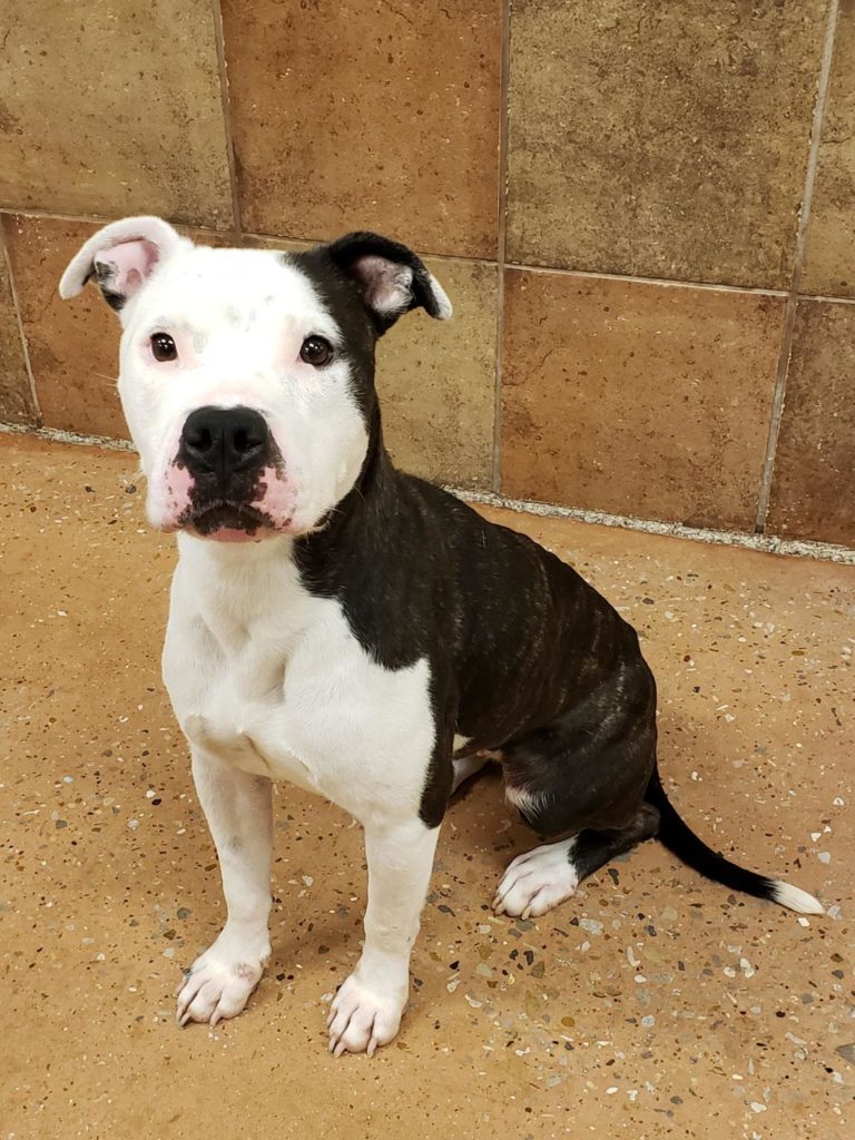 March Madness extends to pet adoptions, too