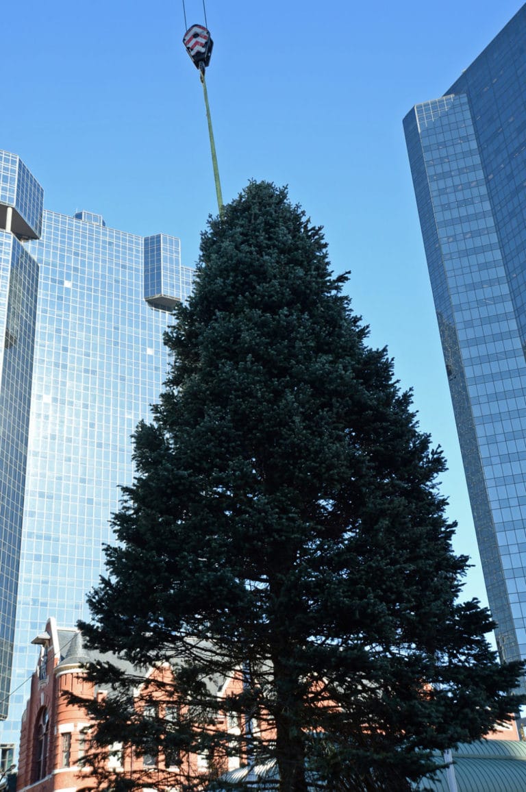 A tree arrives in Sundance Square, so it must be … Christmastime?