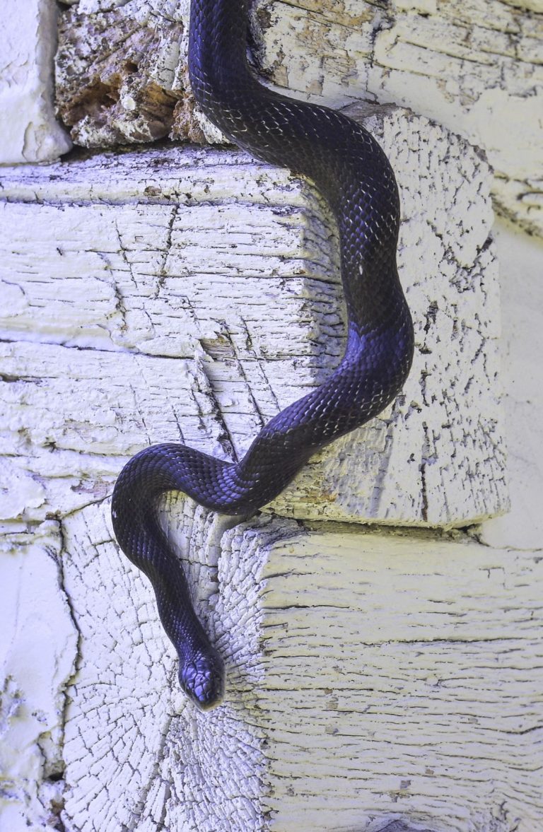 ‘Dream home’ snakebitten by infestation, suit says