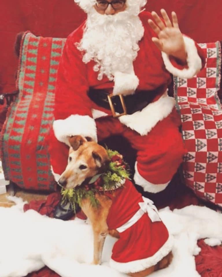 A woman offered to pay for all adoptions at an animal shelter. People took her up on it – and then some.