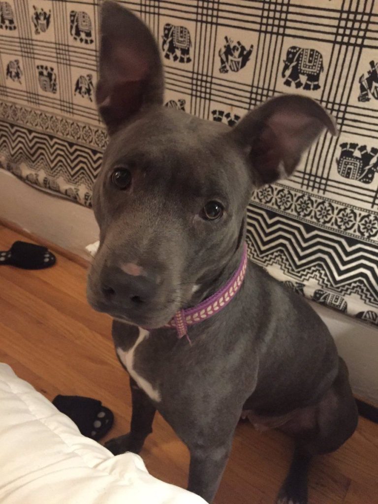 Darvish and the dogs: Rangers ace saves pit bull from pound