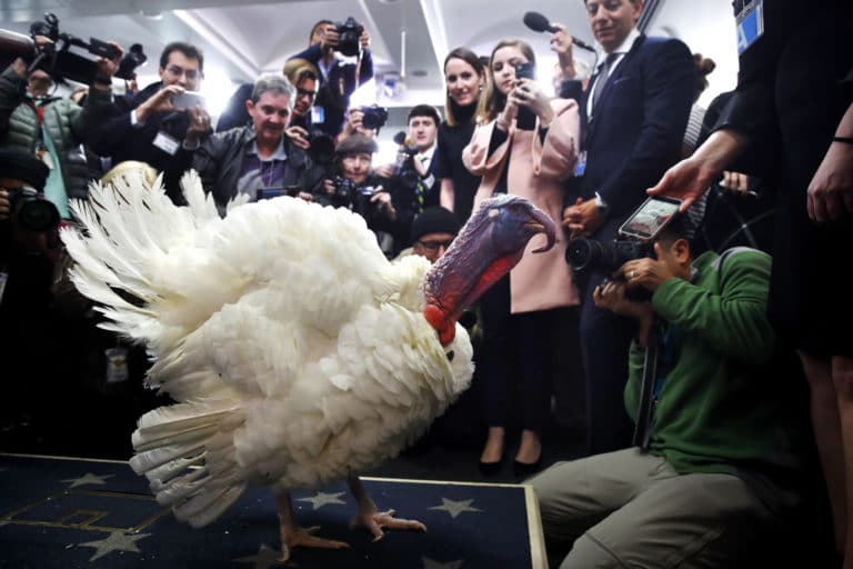 Trump grants poultry pardons to turkeys Peas and Carrots