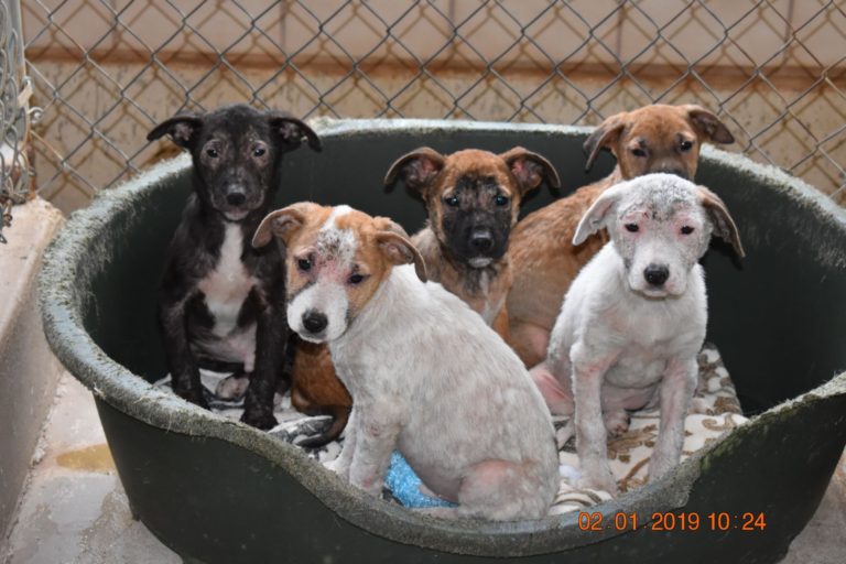 Local Humane Society has 13 dogs seized in Cooke County