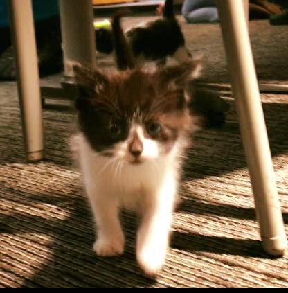 Michigan police ‘pawfficer’ gets name, rank on force